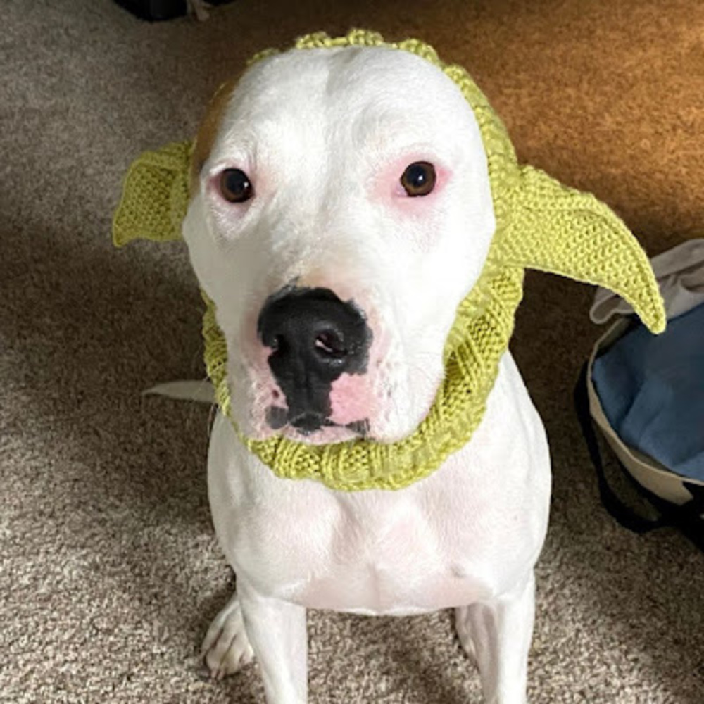 Meet your Posher, Mackenzie